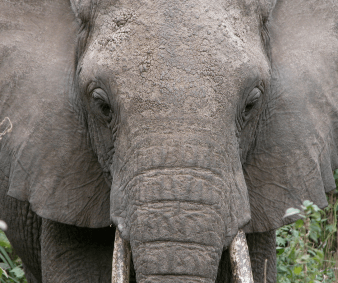 The Gastrosophist By Abi Hynes